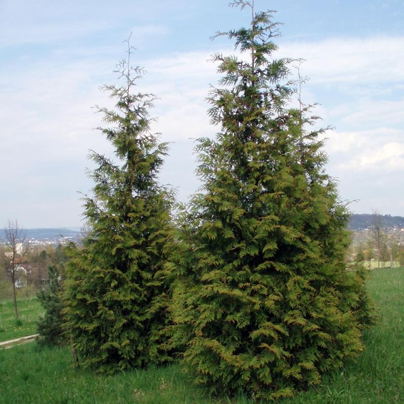 Thuja plicata Excelsa (Porte)