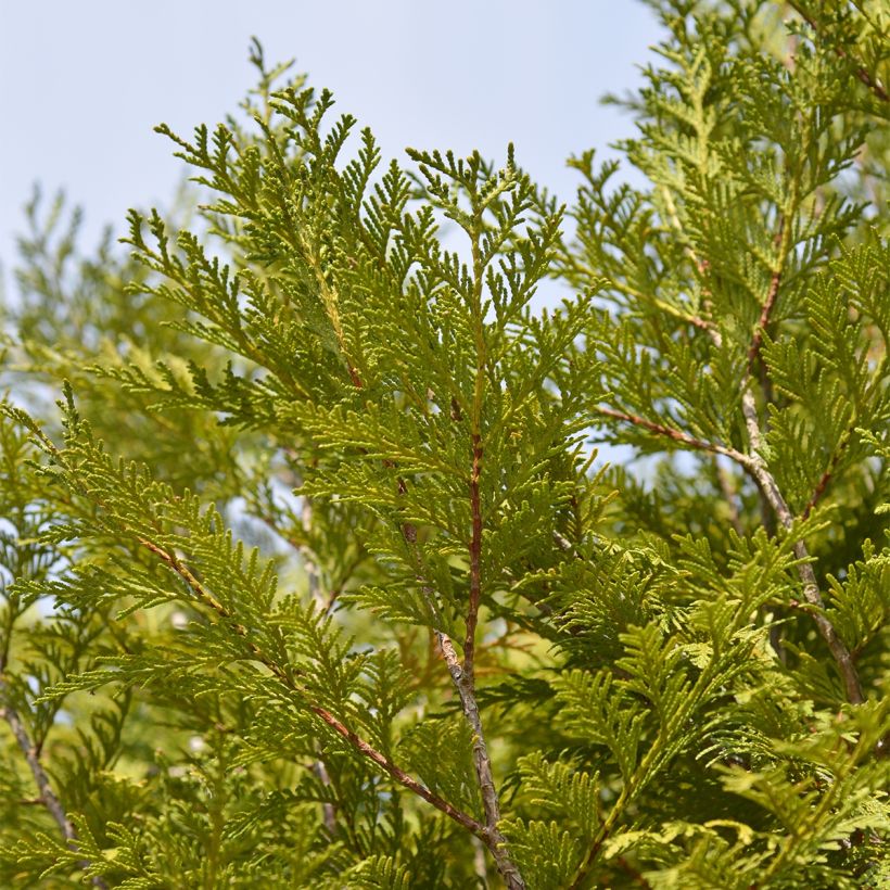 Thuja plicata Martin (Follaje)