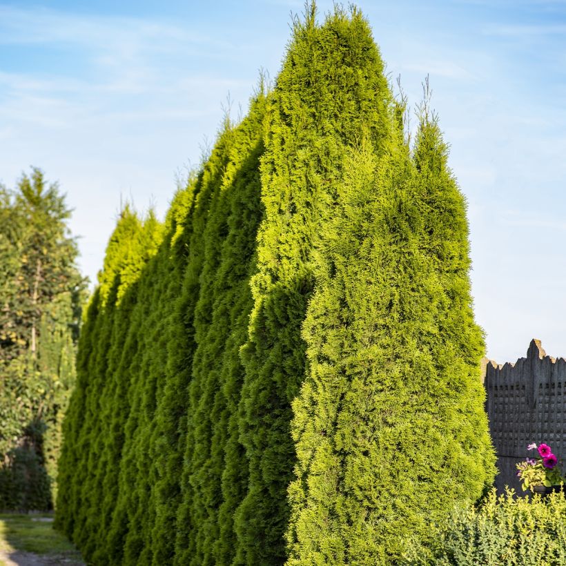 Thuja plicata Martin (Porte)