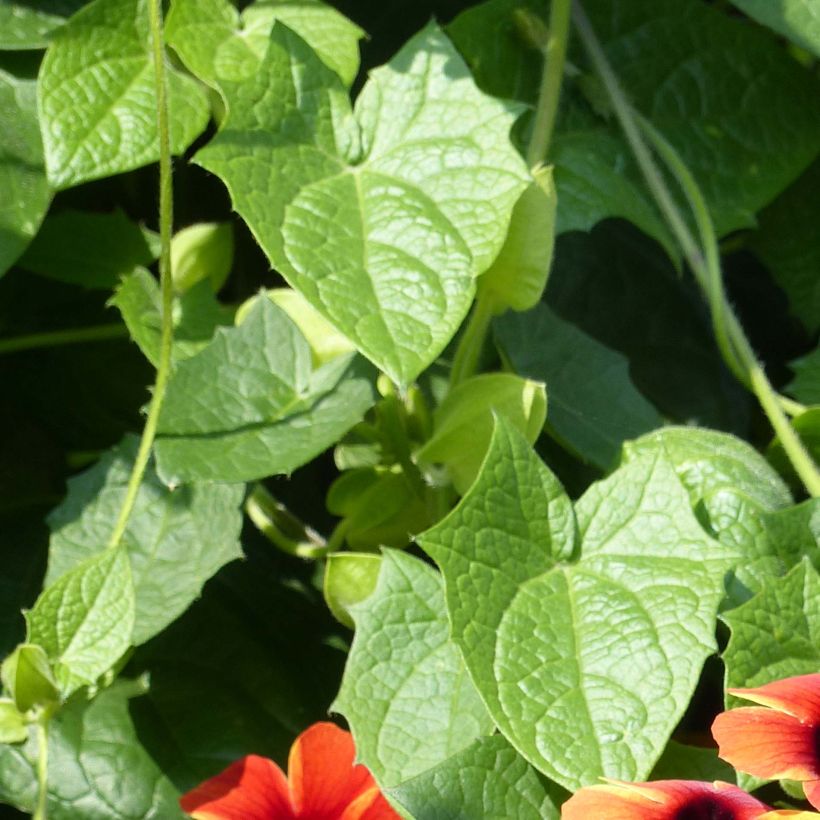 Thunbergia alata Tangerine Slice (Follaje)