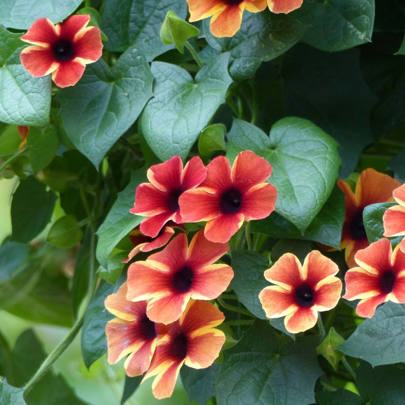 Thunbergia alata Tangerine Slice (Floración)