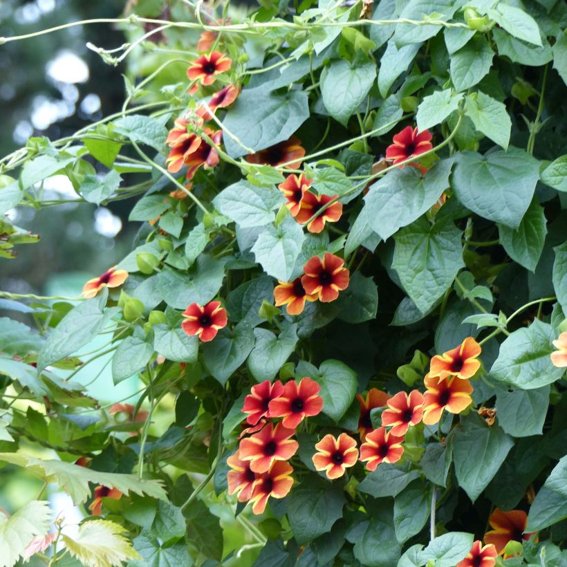 Thunbergia alata Tangerine Slice (Porte)