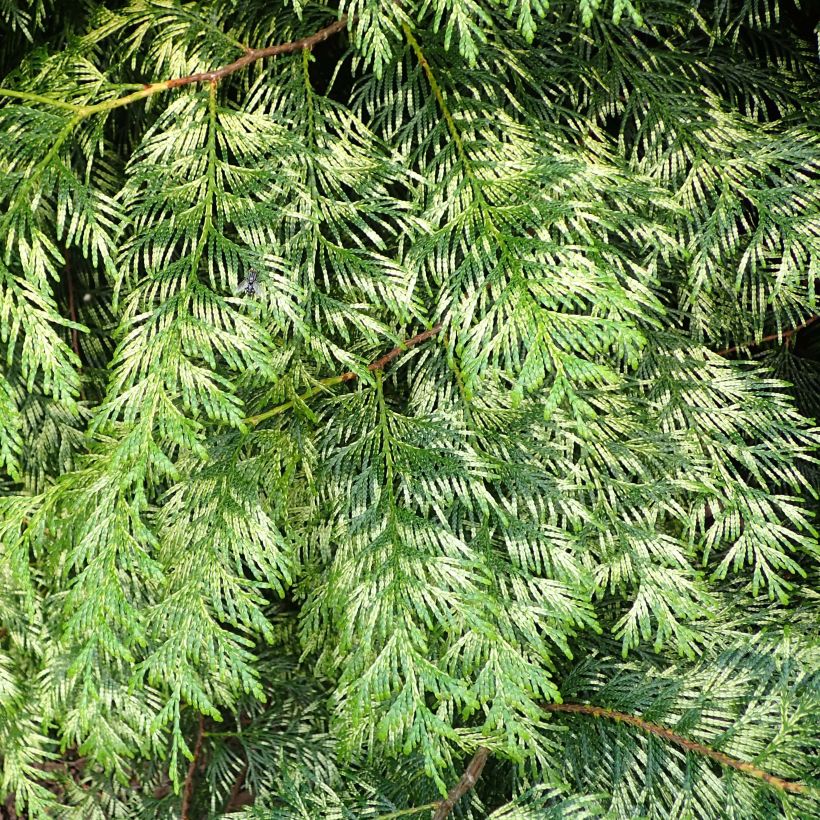 Thuja plicata Zebrina (Follaje)