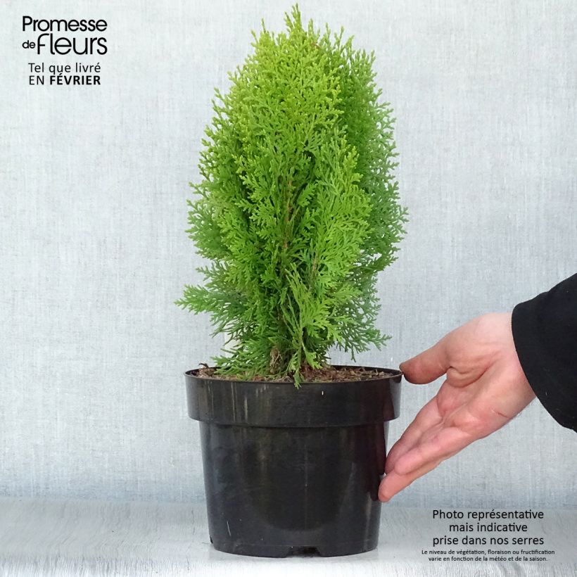 Thuya d'Orient - Platycladus orientalis Aurea Nana en pot de 2L Ejemplar entregado en invierno