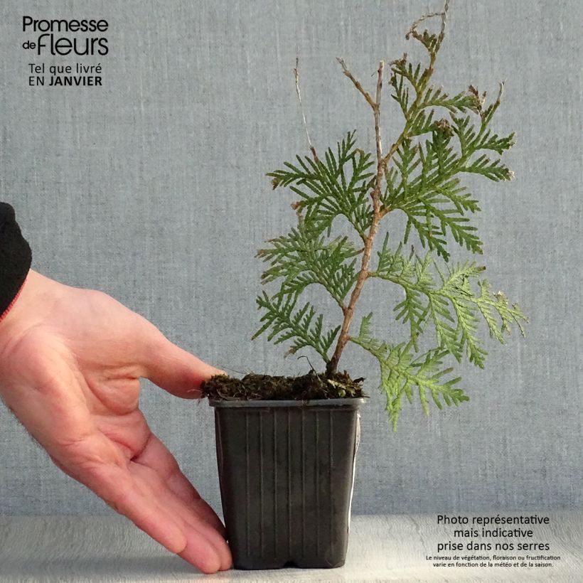 Thuya du Canada - Thuja occidentalis Brabant en godet de 9cm Ejemplar entregado en invierno