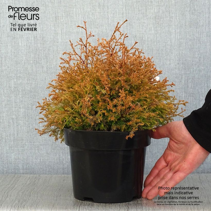 Thuya du Canada - Thuja occidentalis Fire Chief Pot de 2L/3L Ejemplar entregado en invierno