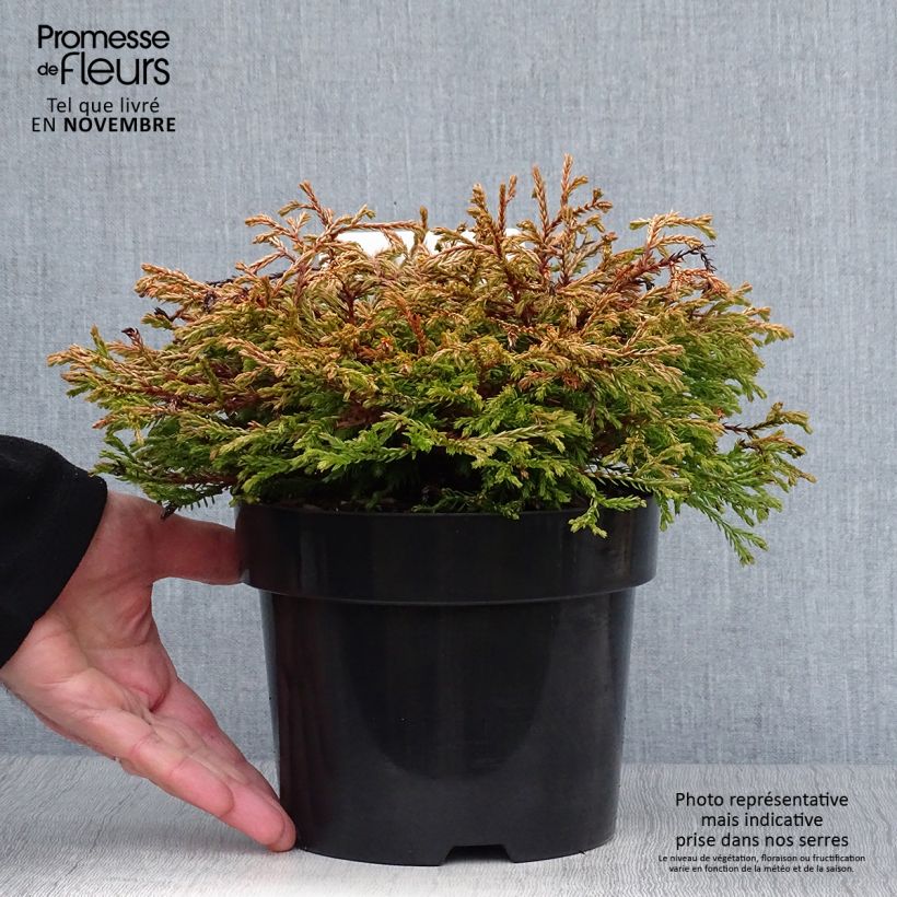 Ejemplar de Thuya du Canada - Thuja occidentalis Golden Tuffet Pot de 2L/3L entregado en otoño