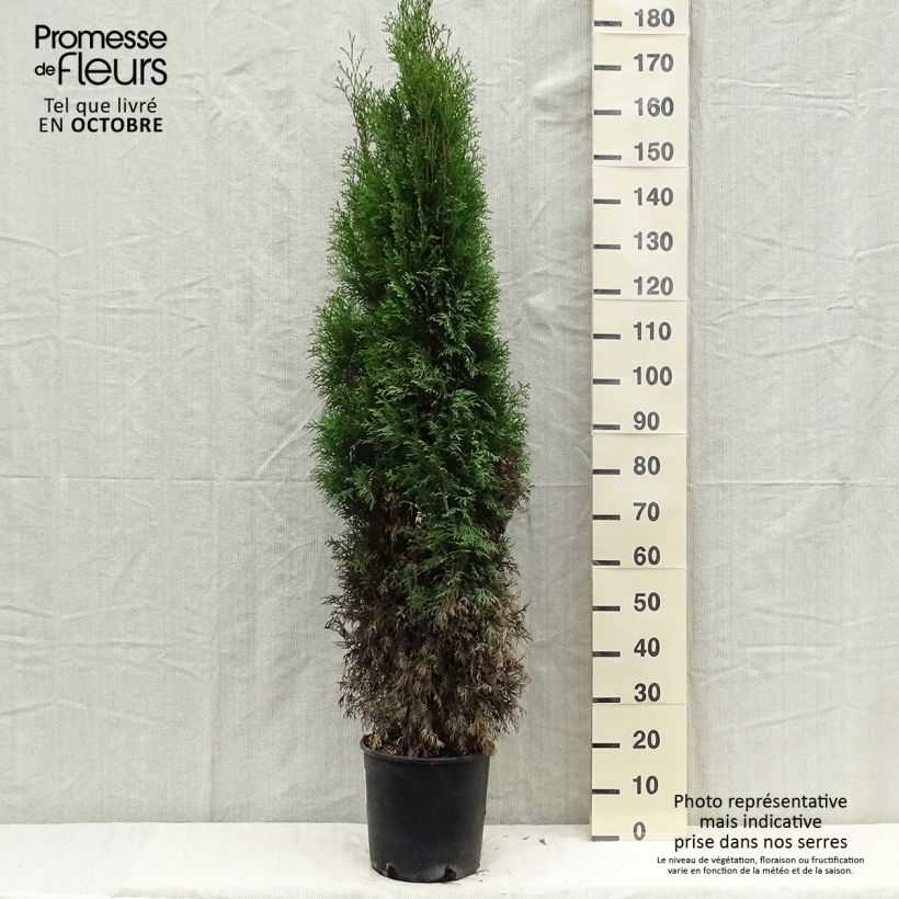 Ejemplar de Thuya du Canada - Thuja occidentalis Smaragd 100/+ cm en pot de 10L entregado en otoño