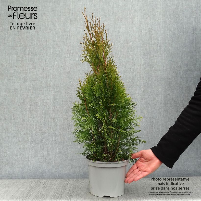 Thuya du Canada - Thuja occidentalis Smaragd 50/60cm en pot de 3.5L Ejemplar entregado en invierno