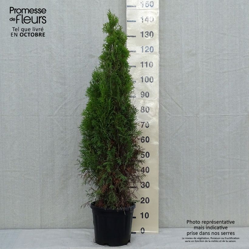 Ejemplar de Thuya du Canada - Thuja occidentalis Smaragd 80/100cm en pot de 7,5L entregado en otoño