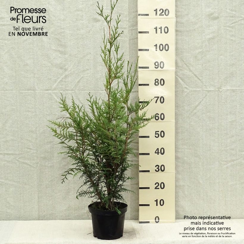 Ejemplar de Thuya pour haie - Thuja plicata Atrovirens 50/60cm en pot de 2L/3L entregado en otoño