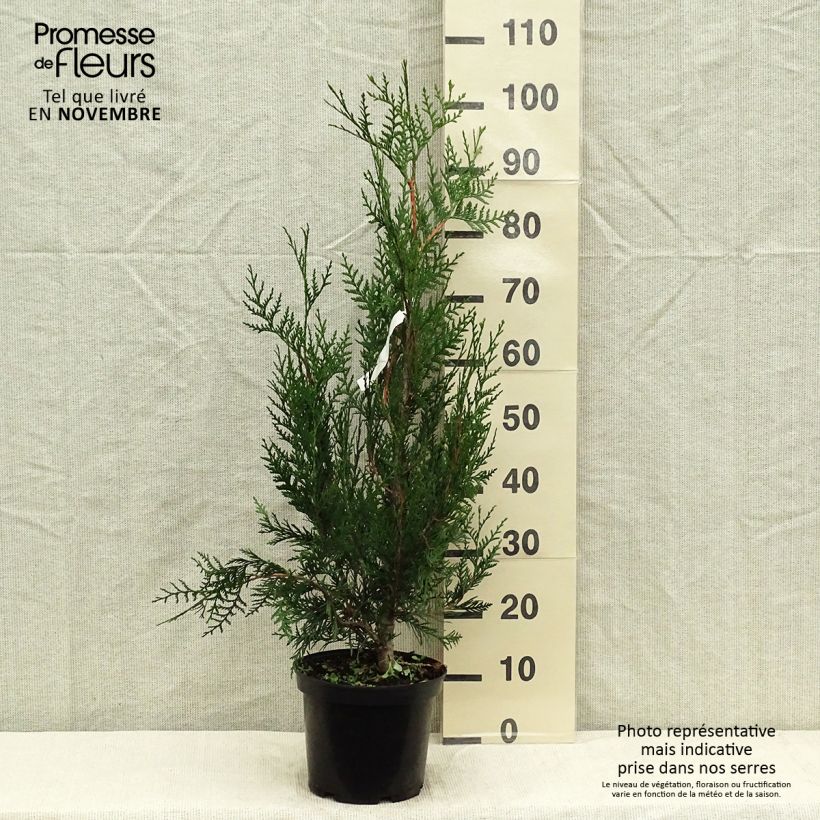 Ejemplar de Thuya pour haie - Thuja plicata Atrovirens 70/80cm en pot de 4 à 5L entregado en otoño