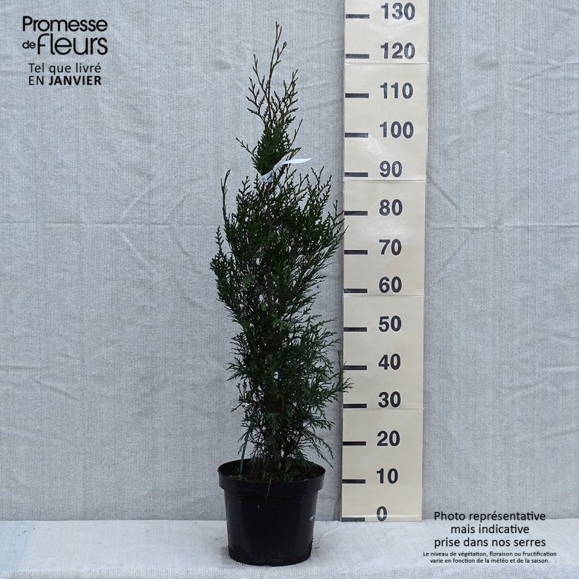 Thuya pour haie - Thuja plicata Atrovirens en pot de 7,5L/10L Ejemplar entregado en invierno