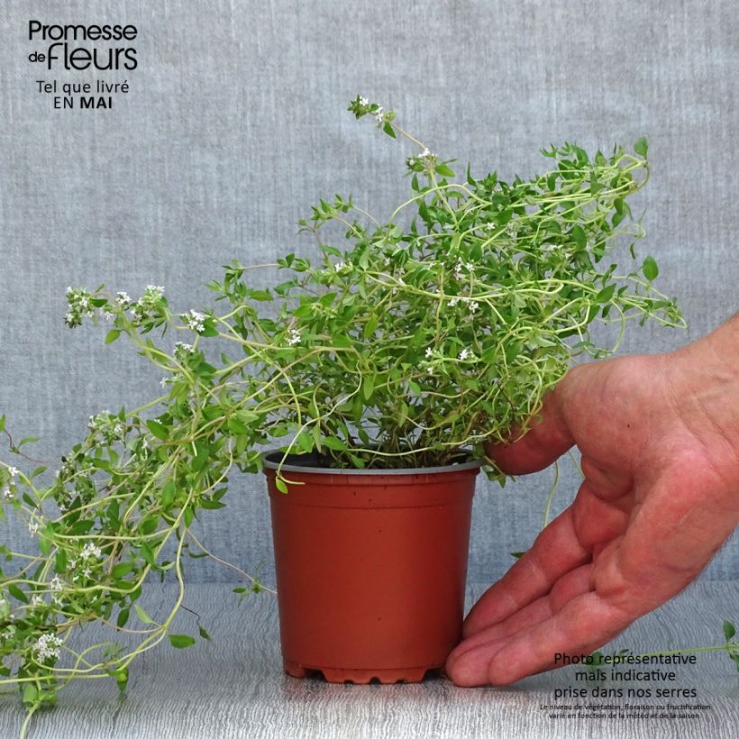 Thym d'hiver en plants - Thym commun en pot de 10,5 cm Ejemplar entregado en la primavera