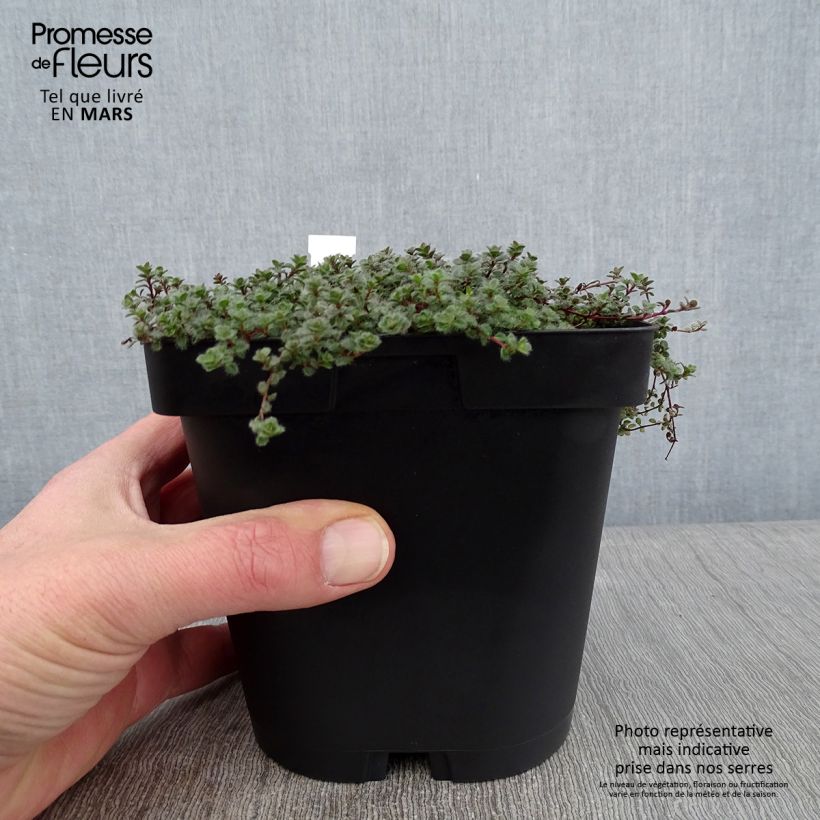 Thym laineux - Thymus pseudolanuginosus en pot de 2/3 litres Ejemplar entregado en invierno