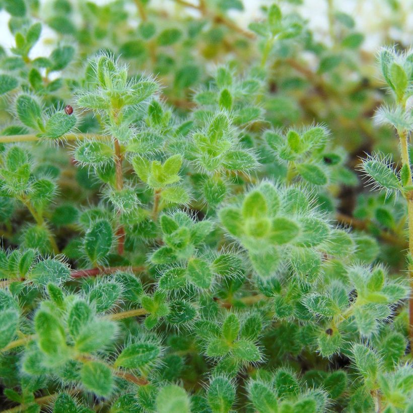 Tomillo - Thymus pseudolanuginosus (Follaje)