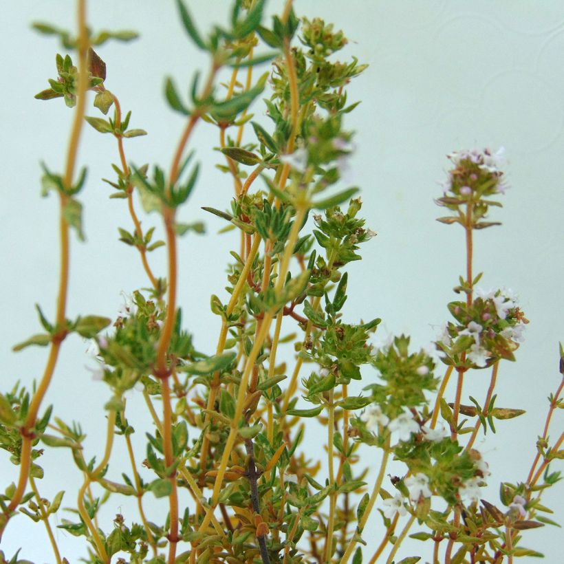 Tomillo Bio - Thymus officinalis (Follaje)