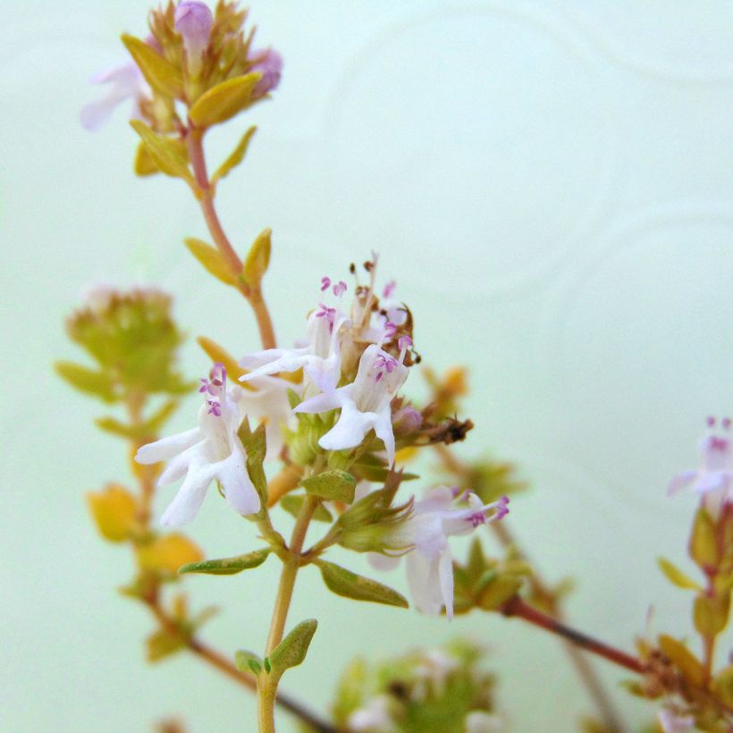 Tomillo Bio - Thymus officinalis (Floración)