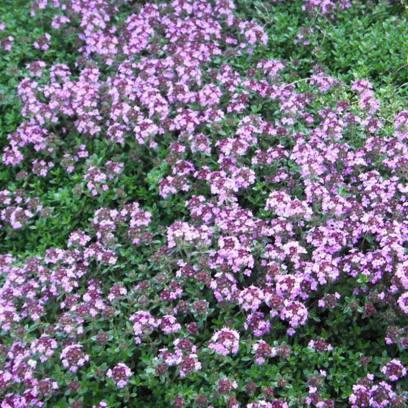 Serpol serrano Coccineus (Floración)