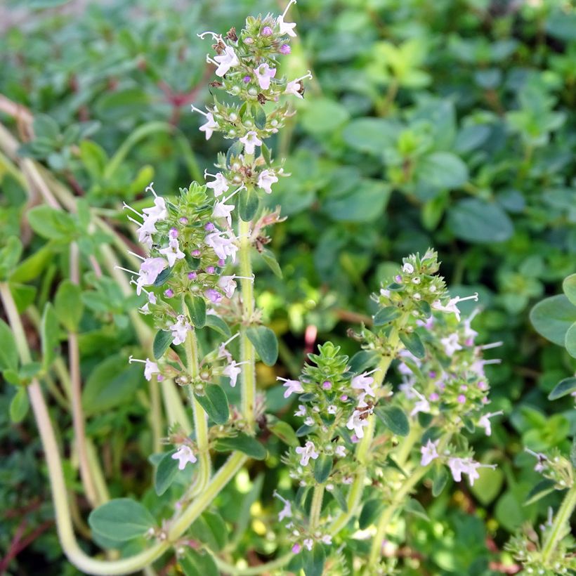 Serpol - Thymus serpyllum (Floración)