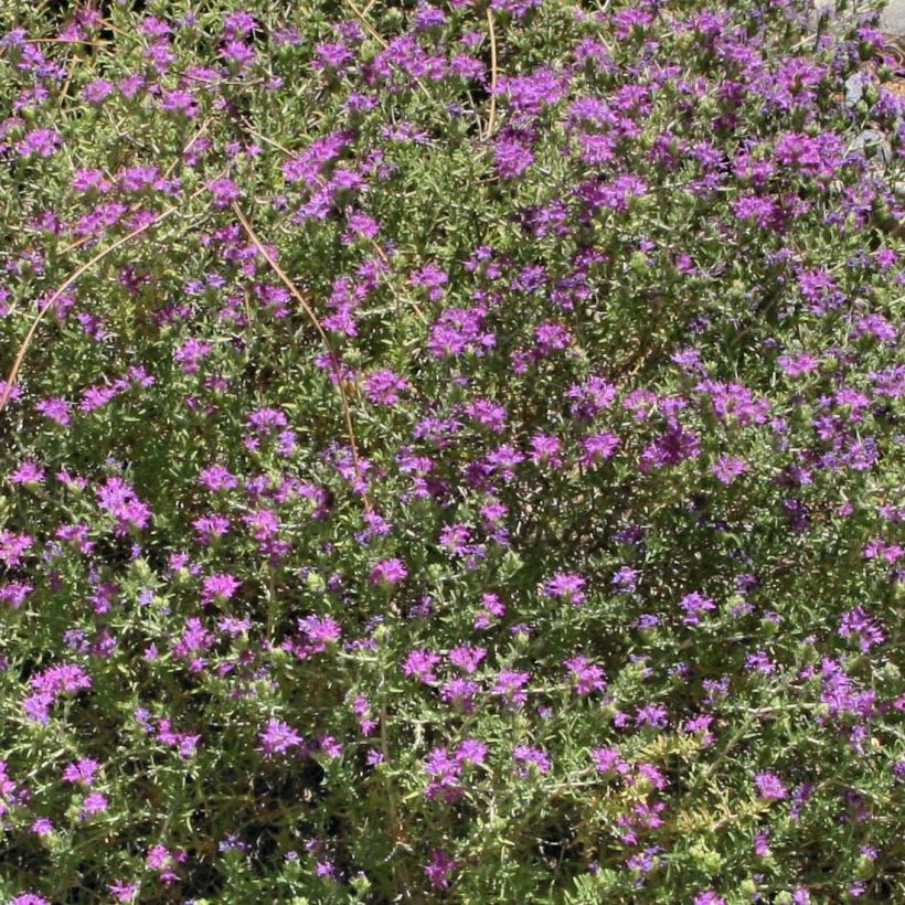 Tomillo andaluz​ - Thymus capitatus (Floración)