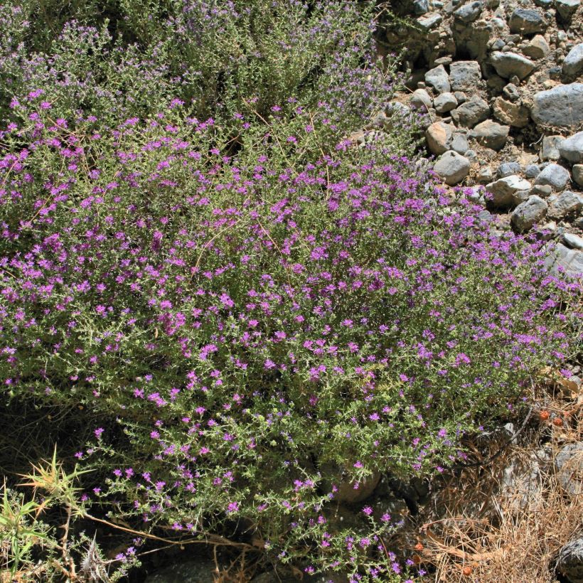 Tomillo andaluz​ - Thymus capitatus (Porte)