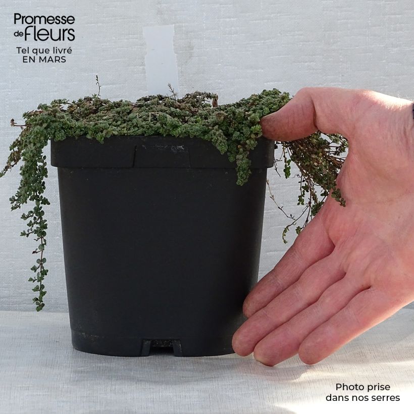 Thymus hirsutus - Thym hirsute en pot de 2/3 litres Ejemplar entregado en la primavera