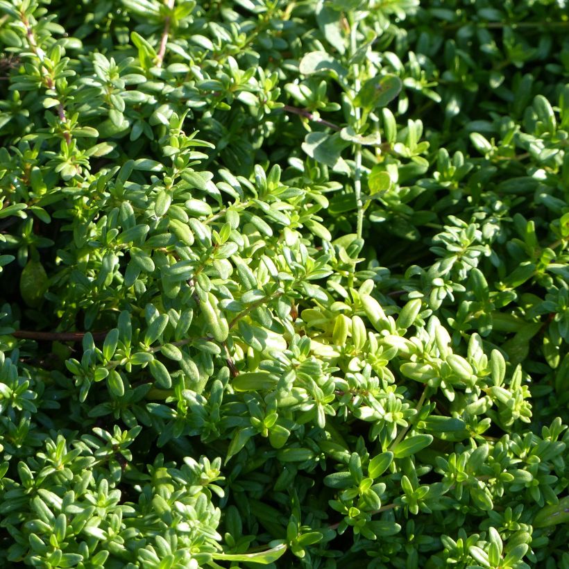 Tomillo - Thymus longicaulis (Follaje)