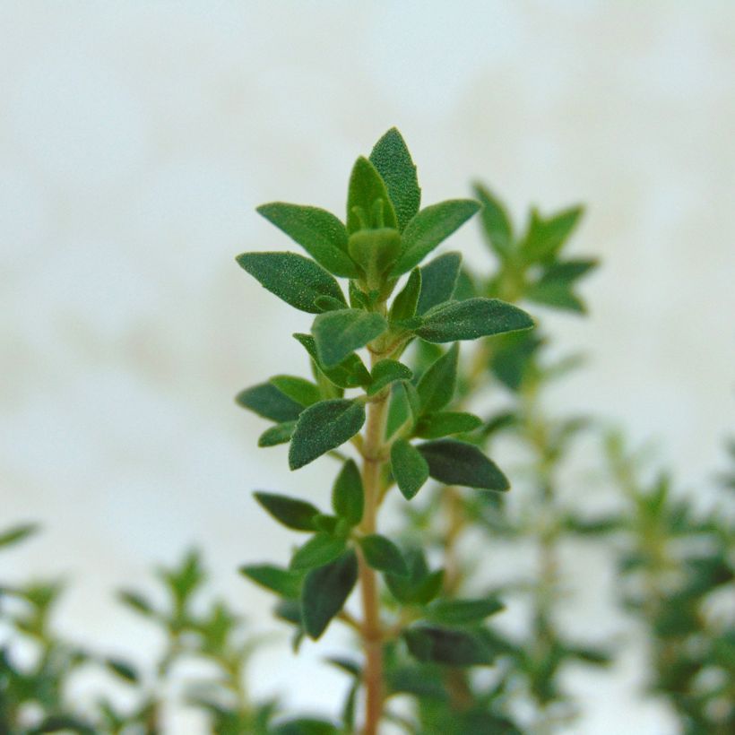 Tomillo - Thymus mastichina (Follaje)