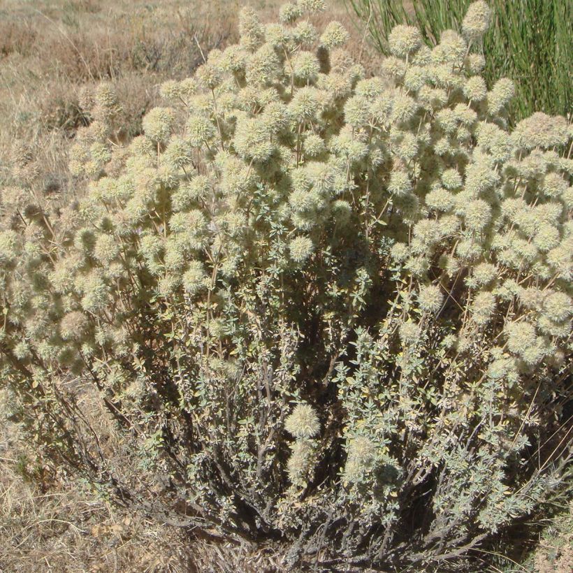 Tomillo - Thymus mastichina (Porte)