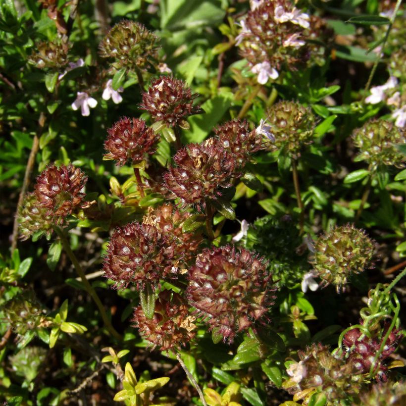 Tomillo - Thymus nitens (Floración)