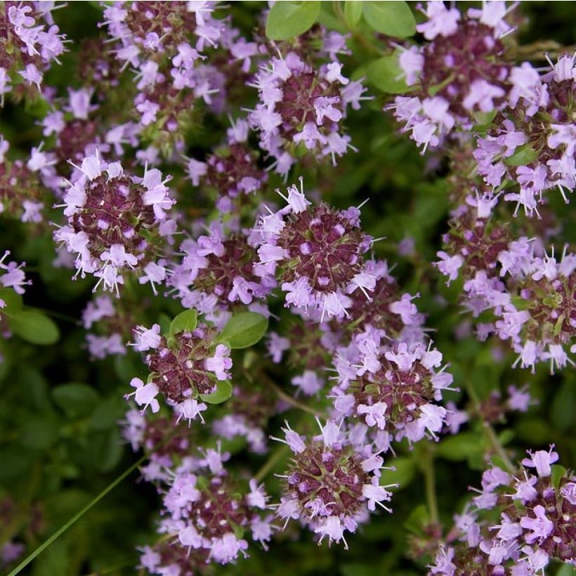 Thymus pulegioides Splendens - Thym faux pouillot - Thym à larges feuilles  (Floración)