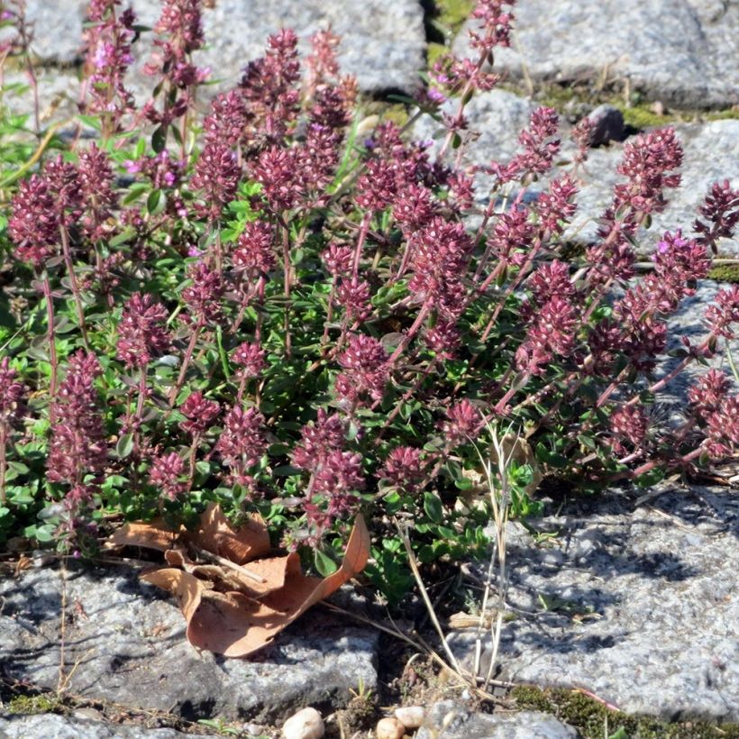 Thymus pulegioides Splendens - Thym faux pouillot - Thym à larges feuilles  (Porte)