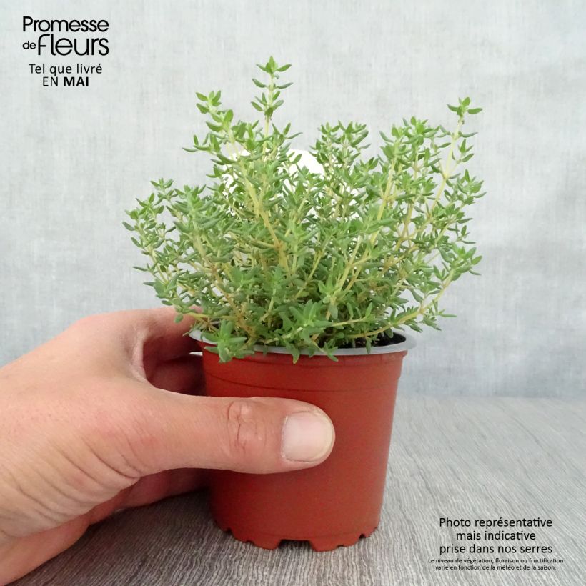 Thymus vulgaris Compactus - Thym commun Compactus BIO Pot de 0.5L Ejemplar entregado en la primavera