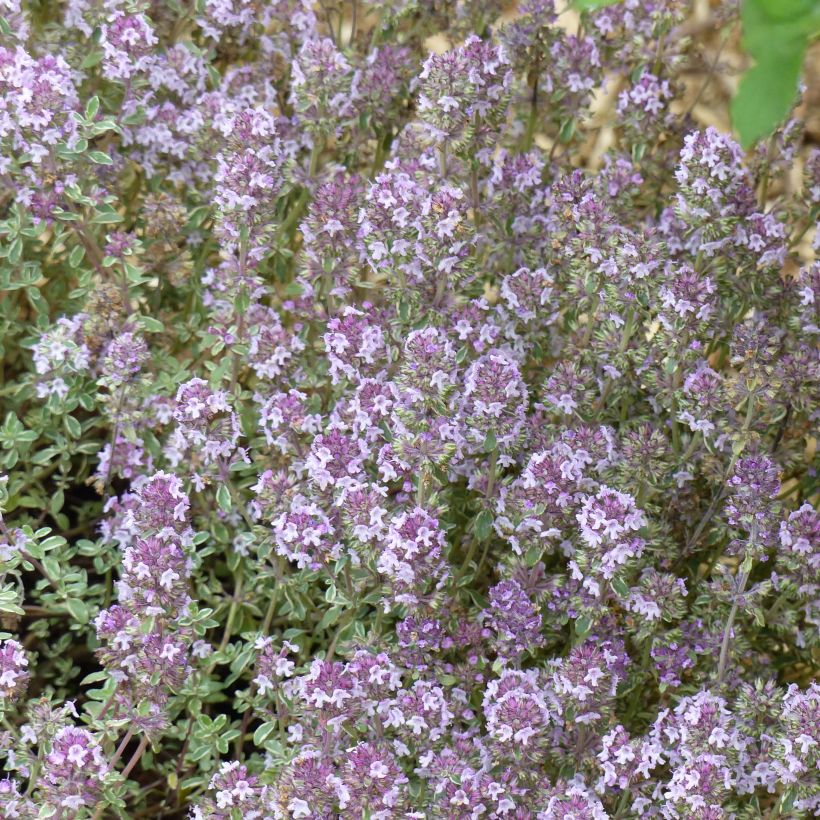 Tomillo Silver Posie (Floración)