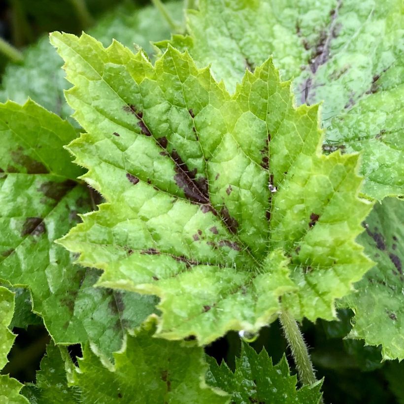 Tiarella cordifolia Appalachian Trail (Follaje)