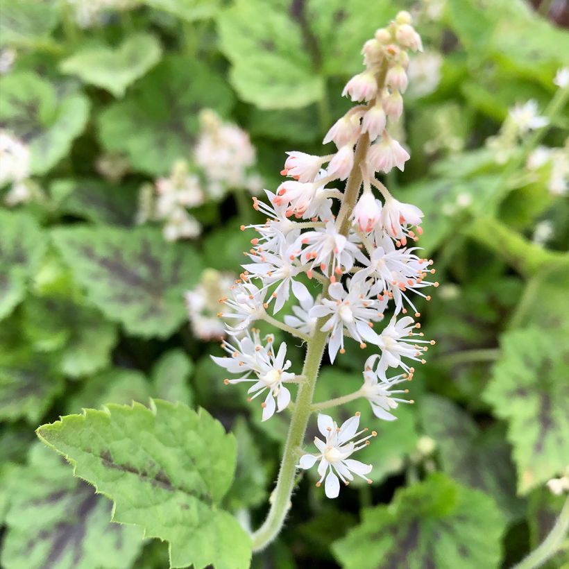 Tiarella cordifolia Appalachian Trail (Floración)