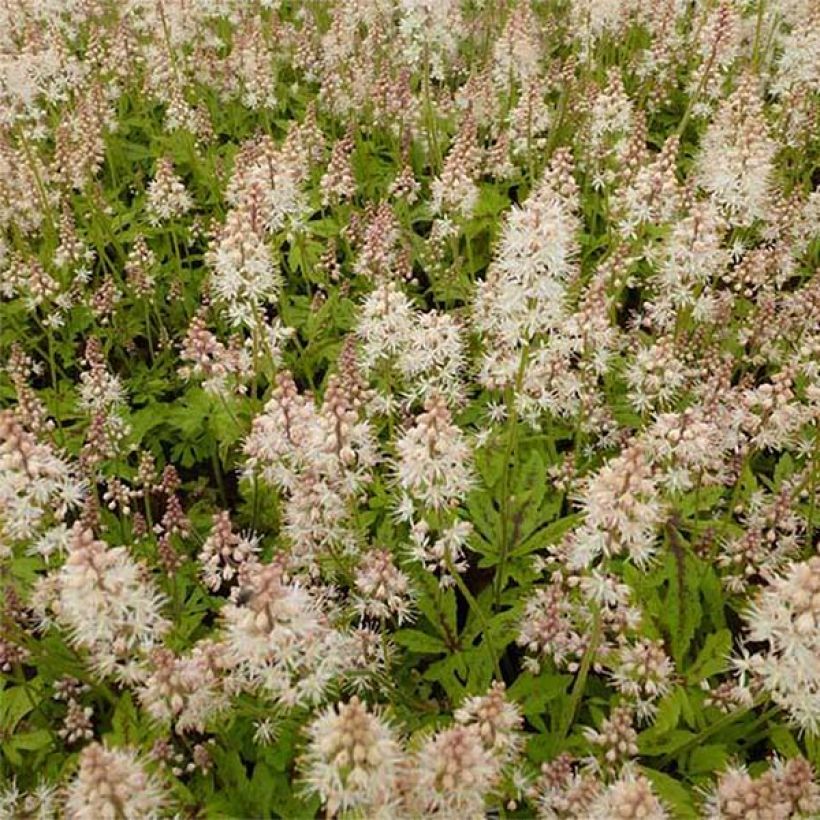 Tiarella Arpeggio (Floración)