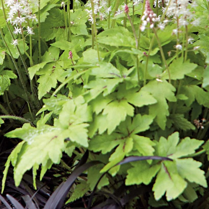 Tiarella Crow Feather (Follaje)