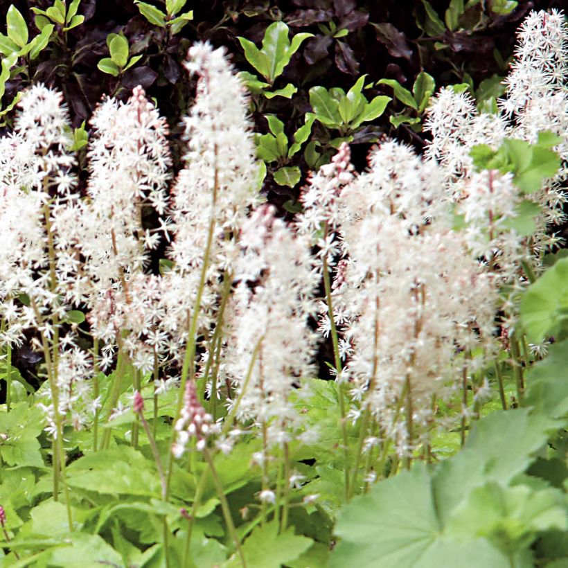 Tiarella Crow Feather (Floración)