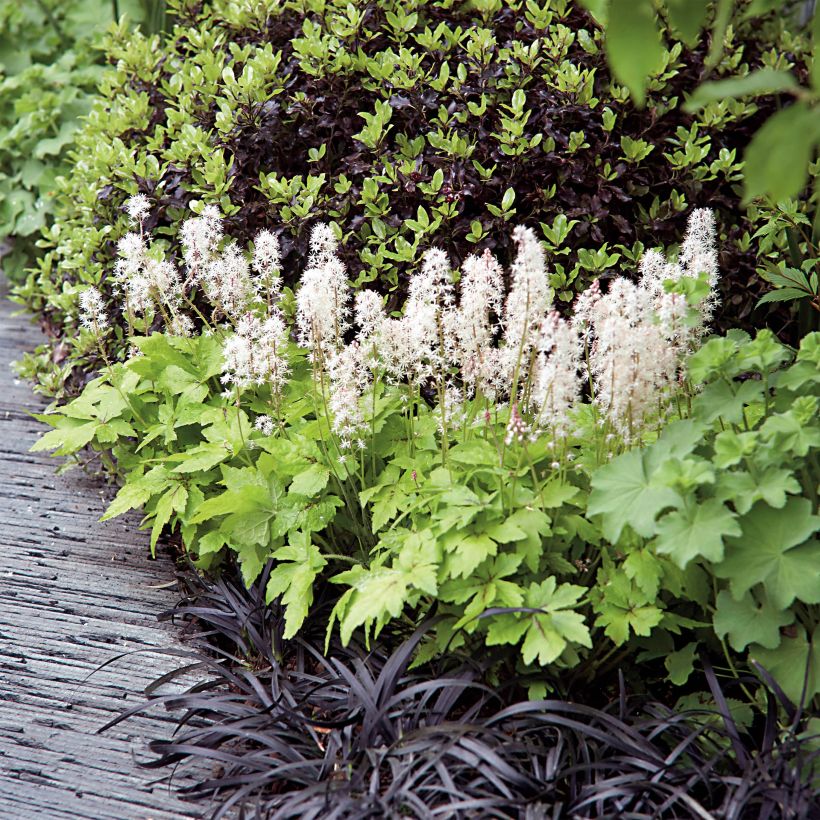 Tiarella Crow Feather (Porte)