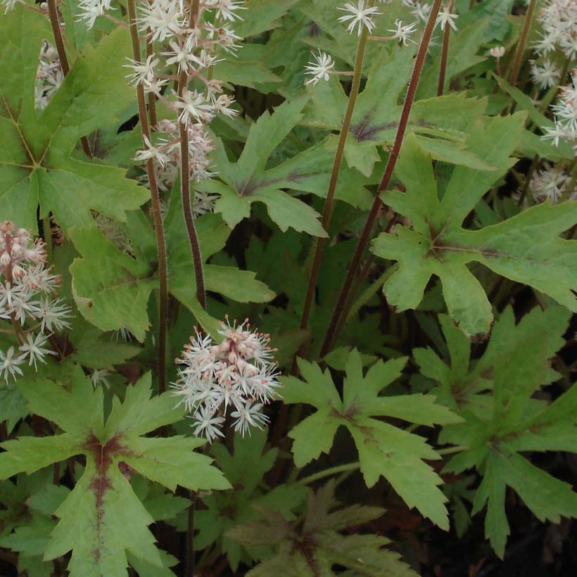 Tiarella Pink Skyrocket (Follaje)