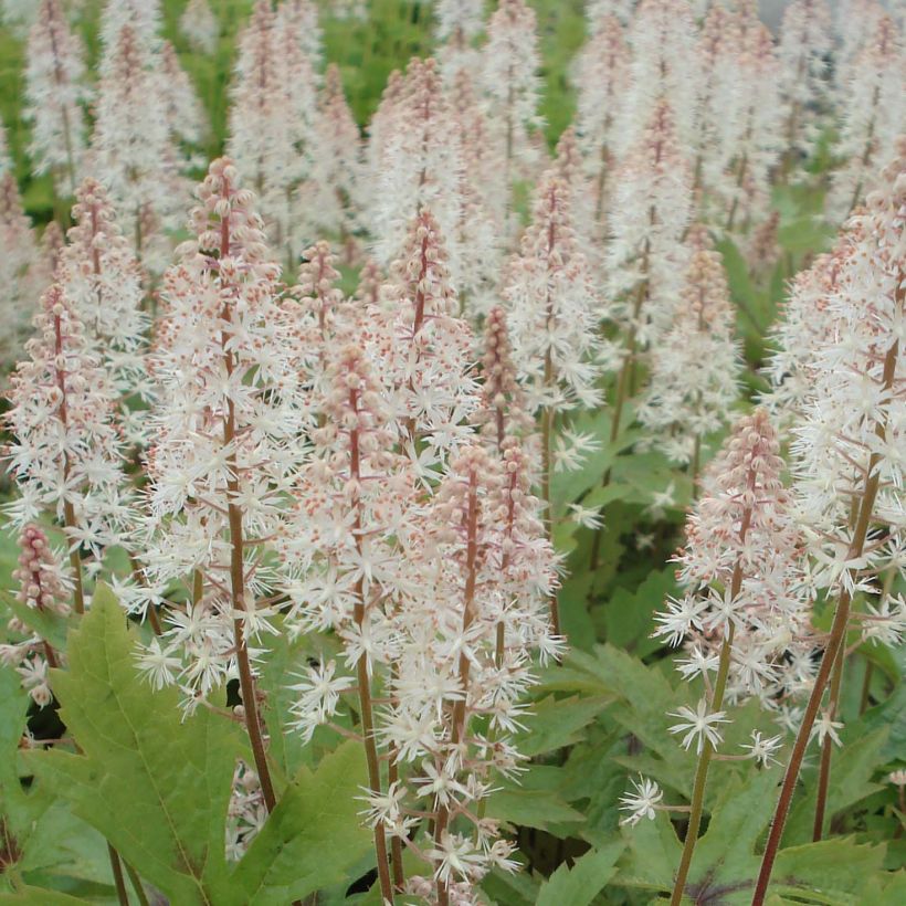 Tiarella Pink Skyrocket (Floración)