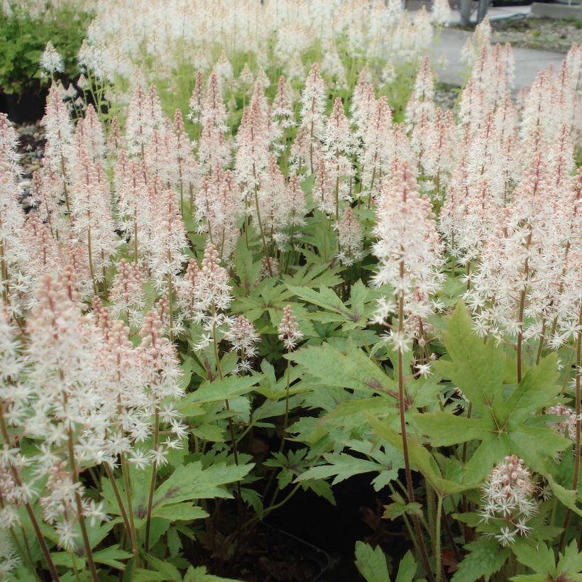 Tiarella Pink Skyrocket (Porte)