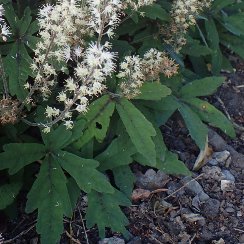 Tiarella Spring Symphony (Follaje)