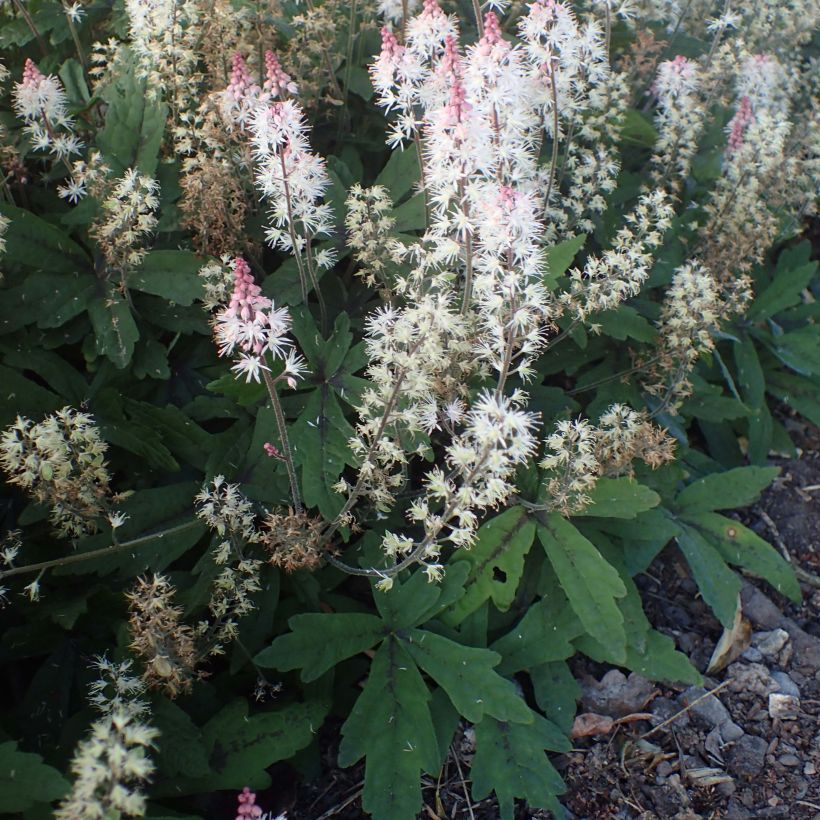 Tiarella Spring Symphony (Porte)