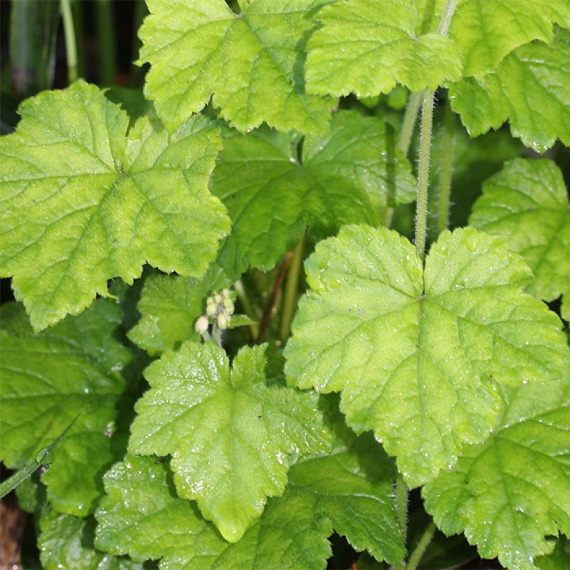 Tiarella polyphylla (Follaje)