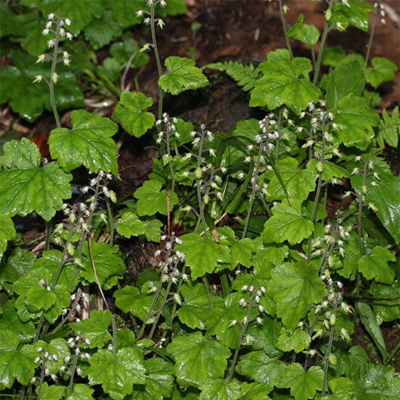 Tiarella polyphylla (Floración)