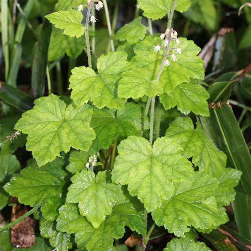 Tiarella polyphylla (Porte)