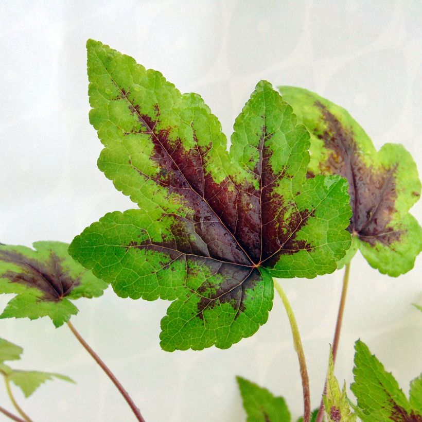 Tiarella Sugar and Spice (Follaje)